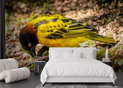 Village Weaver Bird on Ground Wall mural