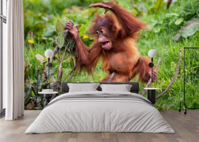 Young Sumatran Orangutan playing Wall mural