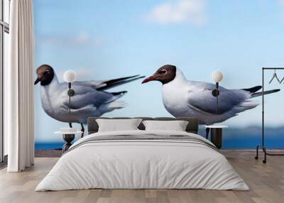 two seagulls sitting on a wooden railing Wall mural