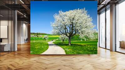 Blossoming trees in spring. Wall mural