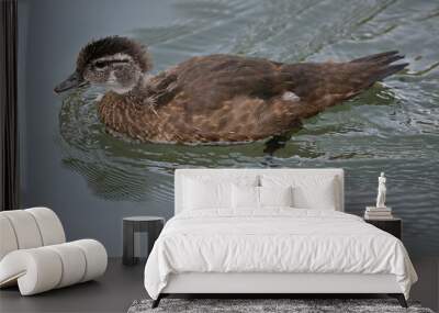 Woodduck in the lake, Female Wall mural