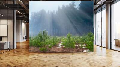 Young pine tree seedling in the wood in the morning light. Wall mural