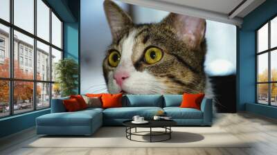 Sweet domestic cat in different poses. Almost White Cat. Wall mural