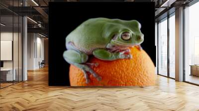 White's tree frog Wall mural