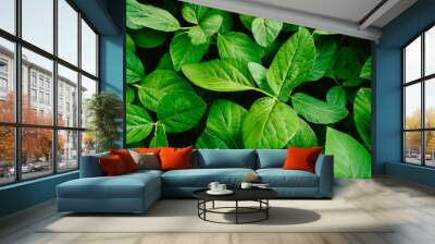 Big and fresh soybean leaves in detail Wall mural