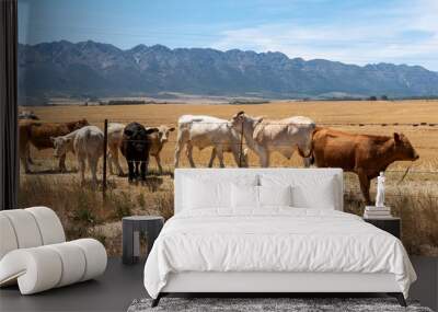 Tulbagh, Western Cape, South Africa. Dec 2019. Cattle grazing in a farm at Tulbagh in on wheat field in the Swartland region of the Western Cape, South Africa Wall mural