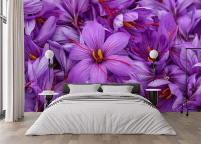 Harvest Flowers of saffron after collection. Crocus sativus, commonly known as the 