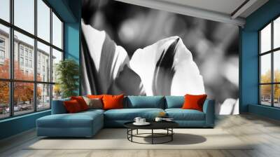 Macro flower petal tulip black and white Wall mural