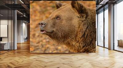 big brown bear portrait looking concentrated Wall mural