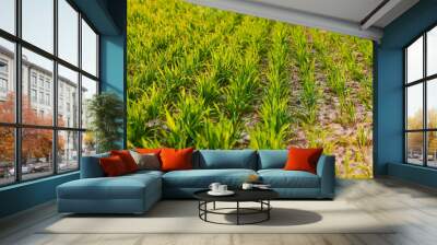 Close-up of young wheat plants on a field with shallow depth of field and selective focus
 Wall mural