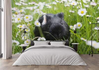 Guinea pig eating grass outside in the garden. Guinea pig (Cavia porcellus) is a popular household pet. Wall mural