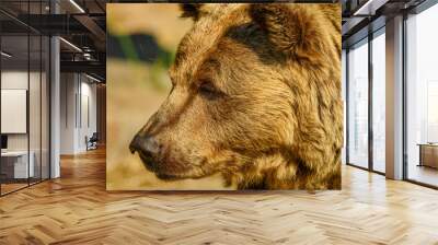 brown bear (Ursus arctos) detail portrait Wall mural