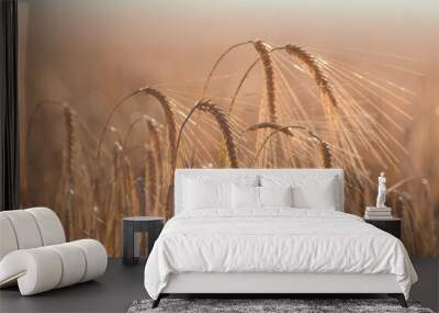 Summer field full of grain Wall mural