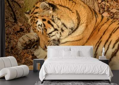 portrait siberian tiger laying on ground in leaves caressing head Wall mural