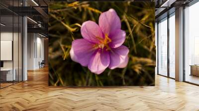 The rose crocus. Rose crocuses in the grass on the garden. The evening with sunny environment. Spring nature. First flowers in spring. Wall mural