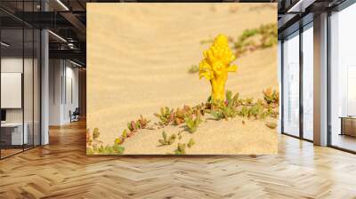 yellow asparagus flower starting to grow from sand Wall mural