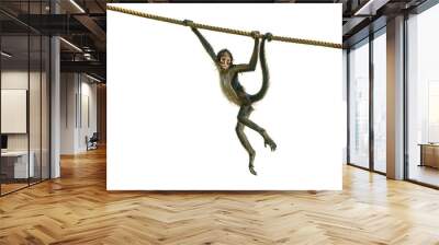 young spider monkey on the rope Wall mural