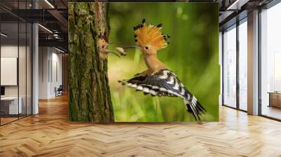 The hoopoe is feeding its chick. Still is flying and putting some insect in its beak. Typical forest environment with green background Wall mural