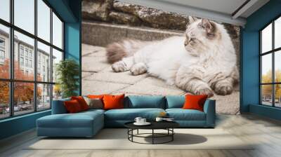 Entspannte Katze Wall mural