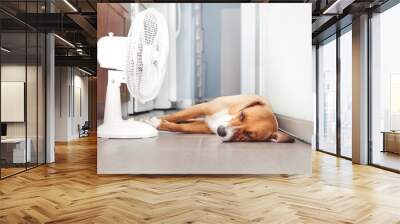 Dog lying in front of fan on kitchen floor during summer heat. Cute puppy dog stretched out on cool tiles. Keeping cat, dogs and pets cool in summer or heat waves. Female Harrier mix. Selective focus. Wall mural