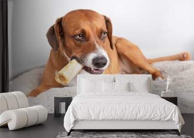 Funny dog with chew bone in mouth like a large cigar while lying on a dog bed. Cute puppy dog with dental chew stick for teeth and mental enrichment. Female Harrier mix. Selective focus. Wall mural