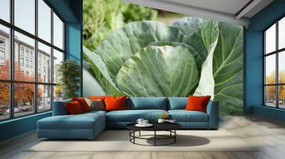 Green cabbage growing in garden. Soon ready to harvest cabbage plant with large green leaves. Lush summer vegetable background. Green, white or dutch cabbage or Brassica oleracea. Selective focus. Wall mural