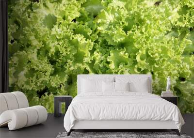 Lettuce salad in garden, top view. Summer salad texture. Many mature lettuce plants ready for harvesting.  Bright green yellow romaine salad. Selective focus with defocused lettuce leaves. Wall mural