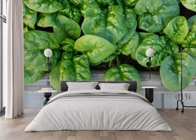 Spinach plants ready to harvest,  planted in small urban wood garden bed. Top view. Known as Spinacia oleracea or Heirloom Spinach, Bloomsdale Long Standing. Lush dark green leaves. Selective focus. Wall mural