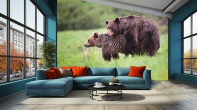 Brown bear couple mating side view in the meadow in the forest in the evening Wall mural