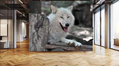 white wolf Wall mural