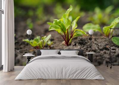 growing red beets in the fields, close-up
 Wall mural