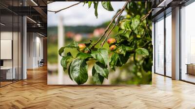 a red and green unripe fruits of an apple tree Wall mural