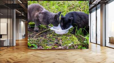 two homeless stray cats eat from plastic plate Wall mural