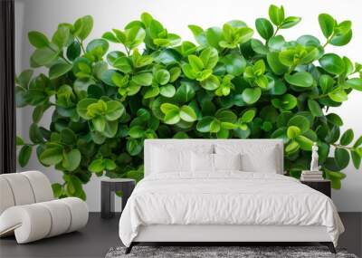 Dense Green Leafy Bush Isolated on White, Lively green shrub with dense, round leaves, isolated on a white background, perfect for garden and eco-related designs. Wall mural