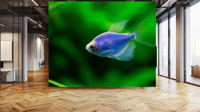 The blue tetra glofish Wall mural