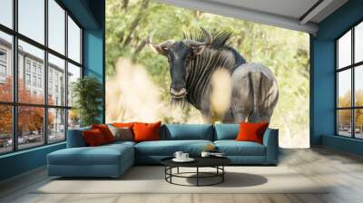 Blue wildebeest Wall mural