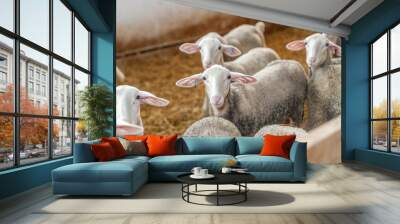 sheep breed Lacaune
 Wall mural