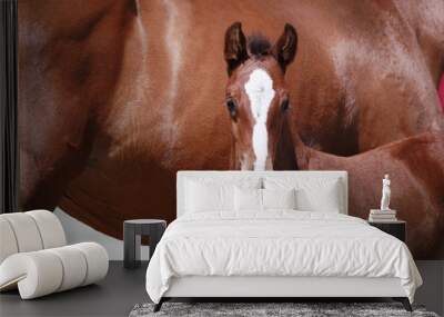 brown filly foal show Wall mural