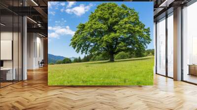 Serene scene of a majestic chestnut tree standing  in a sunlit meadow Wall mural