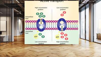 Active transport across the cell membrane. Substance movement against concentration gradient requires energy, ATP. membrane transporters  Wall mural