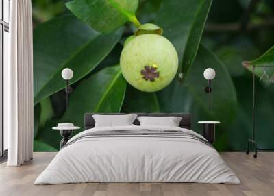 fresh mangosteen on tree Wall mural