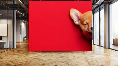 A sleepy corgi puppy wrapped in a soft red blanket rests among seasonal decorations like holly and pine cones Wall mural