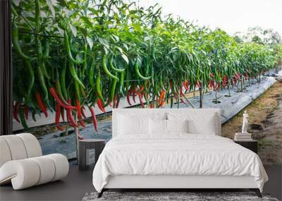 Chili farming. Green and red chili at farm background Wall mural