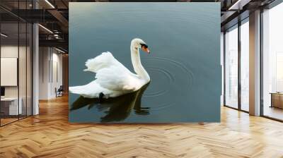 Mute Swan in lake background. White swan swimming on water. (Cygnus olor) Wall mural