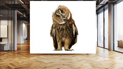 owl isolated on white background Wall mural