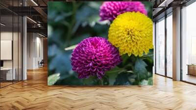 Beautiful pompom chrysanthemums are blooming in a garden Wall mural