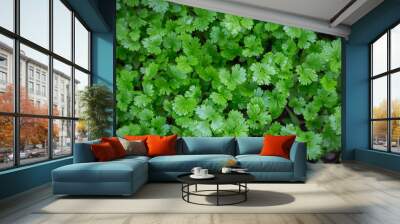 Coriander plant in vegetables garden for health, food and agriculture concept design. Wall mural