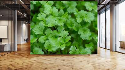 Coriander plant in vegetables garden. Wall mural