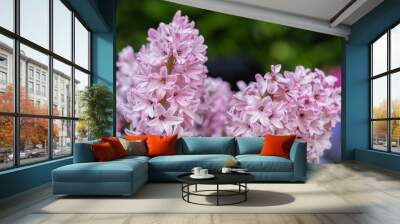 Hyacinth flower in the garden Wall mural