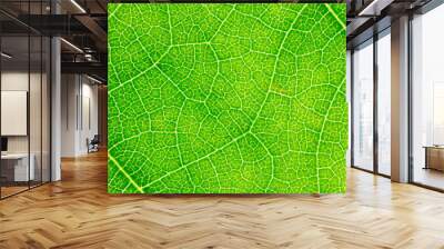 Leaf texture, leaf background for design with copy space for text or image. Leaf motifs that occurs natural. Wall mural